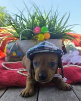 Max, a male Dachshund for sale in San Antonio, TX – 1 of 8