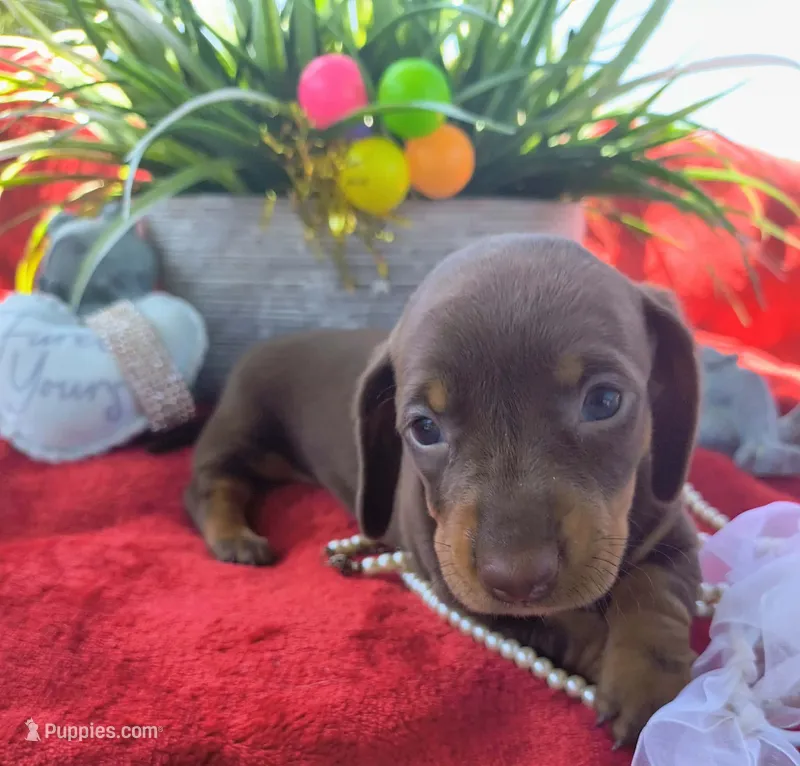 Coco – Dachshund puppy for sale in San Antonio, TX