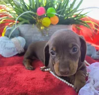 Coco, a female Dachshund for sale in San Antonio, TX – 1 of 7