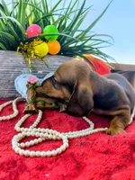 Max, a male Dachshund for sale in San Antonio, TX – 8 of 8