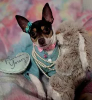 Peaches, a female Chihuahua for sale in San Antonio, TX – 1 of 5