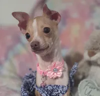PIXIE, a female Chihuahua for sale in San Antonio, TX – 3 of 4