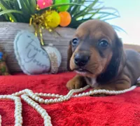 Duke, a male Dachshund for sale in San Antonio, TX – 2 of 7