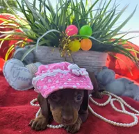 Coco, a female Dachshund for sale in San Antonio, TX – 4 of 7