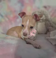 PIXIE, a female Chihuahua for sale in San Antonio, TX – 4 of 4
