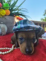 Duke, a male Dachshund for sale in San Antonio, TX – 4 of 7