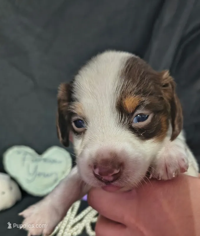 Nala – Dachshund puppy for sale in San Antonio, TX