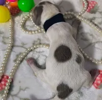 Dobby, a male Dachshund for sale in San Antonio, TX – 4 of 4