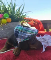 Max, a male Dachshund for sale in San Antonio, TX – 6 of 8