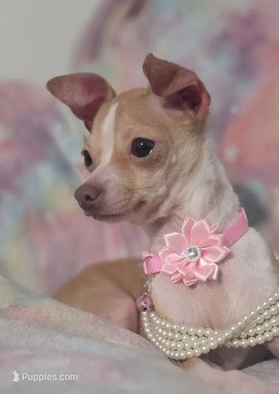 PIXIE – Chihuahua puppy for sale in San Antonio, TX
