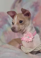 PIXIE, a female Chihuahua for sale in San Antonio, TX – 1 of 4