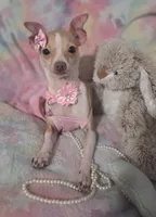 PIXIE, a female Chihuahua for sale in San Antonio, TX – 2 of 4