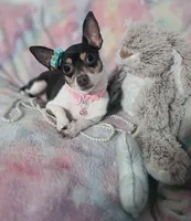 Peaches, a female Chihuahua for sale in San Antonio, TX – 4 of 5