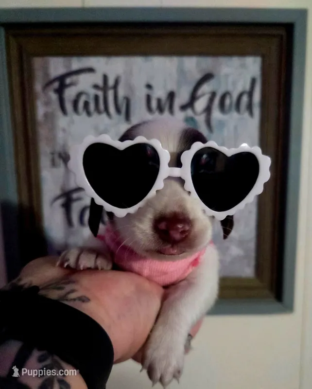 Zoey – Dachshund puppy for sale in San Antonio, TX