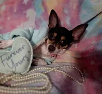 Peaches, a female Chihuahua for sale in San Antonio, TX – 5 of 5