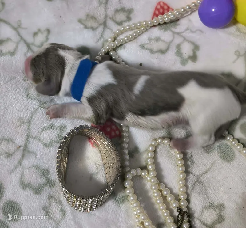 Benny – Dachshund puppy for sale in San Antonio, TX