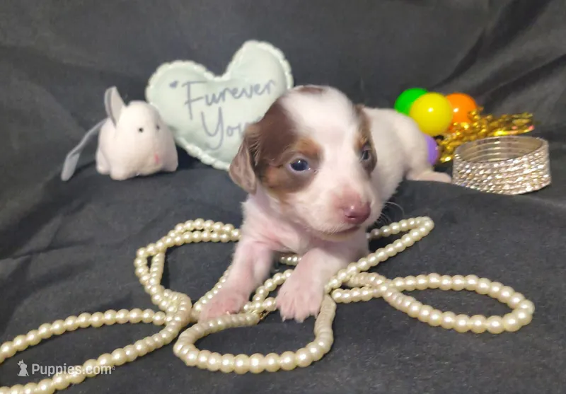 Dobby – Dachshund puppy for sale in San Antonio, TX