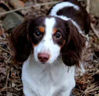 Coco, a female Dachshund for sale in San Antonio, TX – 7 of 7