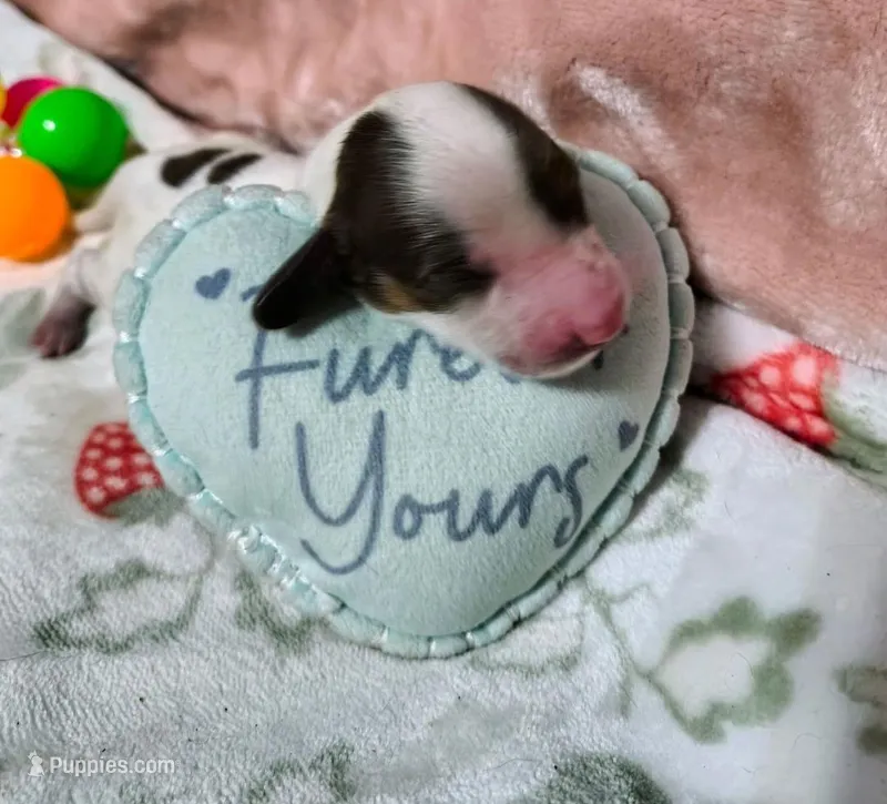 Nala – Dachshund puppy for sale in San Antonio, TX
