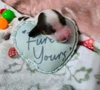 Nala, a female Dachshund for sale in San Antonio, TX – 1 of 4