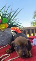 Max, a male Dachshund for sale in San Antonio, TX – 3 of 8
