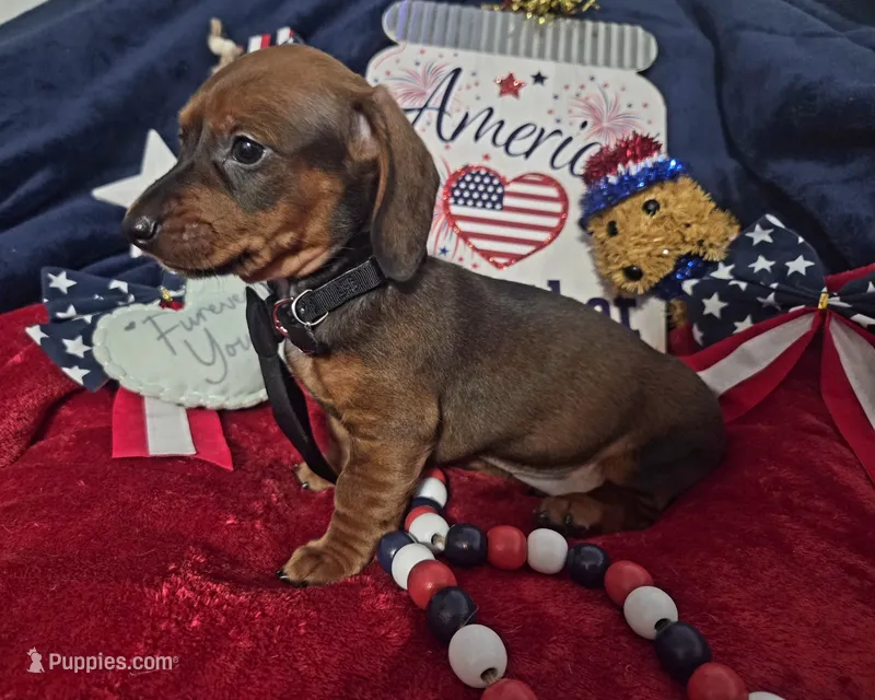 Duke – Dachshund puppy for sale in San Antonio, TX