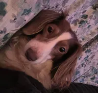 Benny, a male Dachshund for sale in San Antonio, TX – 5 of 5