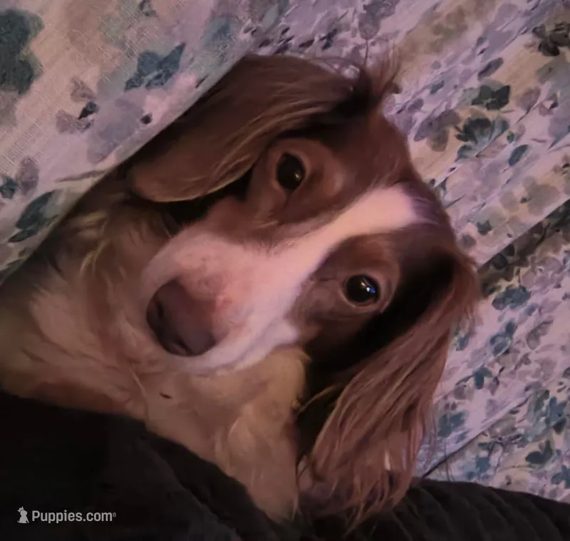 Dobby – Dachshund puppy for sale in San Antonio, TX