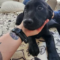 Female Puppy, a male Goldador for sale in Reading, PA – Photo 1 of 4