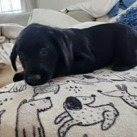 Female Puppy, a male Goldador for sale in Reading, PA – Photo 2 of 4