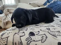 Female Puppy, a male Goldador for sale in Reading, PA – Photo 2 of 4