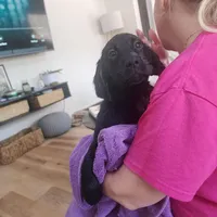 Female Puppy, a male Goldador for sale in Reading, PA – Photo 4 of 4