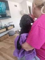 Female Puppy, a male Goldador for sale in Reading, PA – Photo 4 of 4