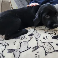 Female Puppy, a male Goldador for sale in Reading, PA – Photo 3 of 4