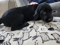 Female Puppy, a male Goldador for sale in Reading, PA – Photo 3 of 4