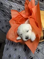 Mr Orange, a male Golden Retriever for sale in Grand Island, NE – Photo 3 of 10