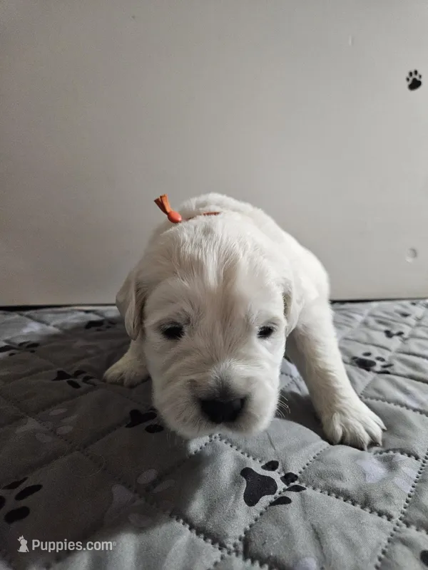 Orange boy – English Cream Golden Retriever puppy for sale in Grand Island, NE