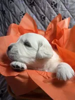 Mr Orange, a male Golden Retriever for sale in Grand Island, NE – Photo 5 of 10