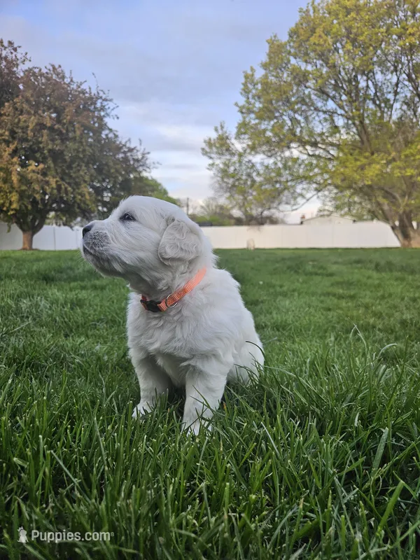 Mr Orange – Golden Retriever puppy for sale in Grand Island, NE