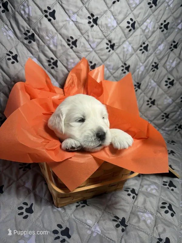 Mr Orange – Golden Retriever puppy for sale in Grand Island, NE