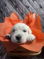 Mr Orange, a male Golden Retriever for sale in Grand Island, NE – Photo 2 of 10