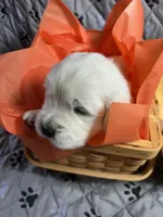 Mr Orange, a male Golden Retriever for sale in Grand Island, NE – Photo 4 of 10