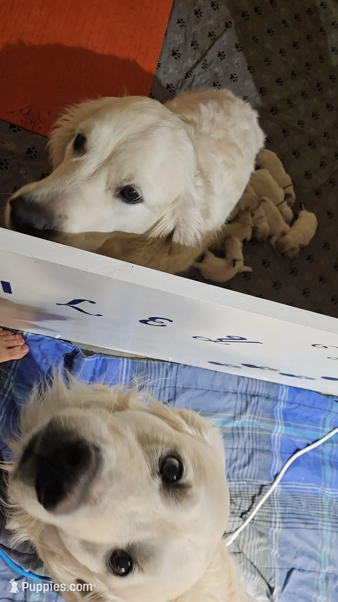 Mr Blue, a male Golden Retriever for sale in Grand Island, NE – Photo 6 of 9