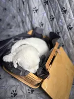 Mr Black, a male Golden Retriever for sale in Grand Island, NE – Photo 2 of 8