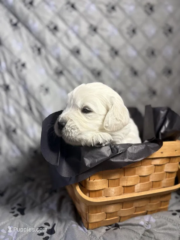 Mr Black – Golden Retriever puppy for sale in Grand Island, NE