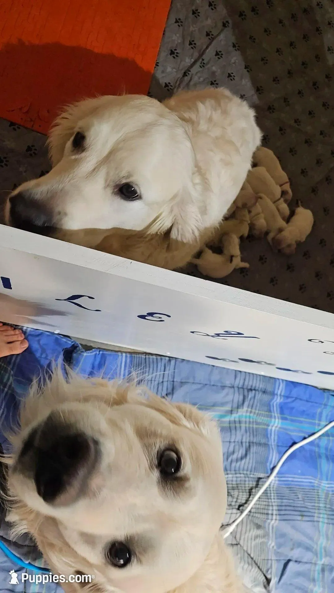 Mr Black, a male Golden Retriever for sale in Grand Island, NE – Photo 5 of 8