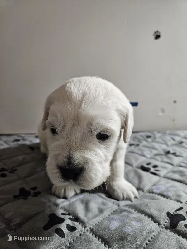 Black boy – English Cream Golden Retriever puppy for sale in Grand Island, NE