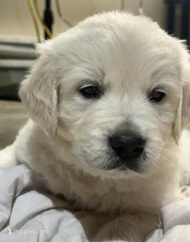 Mr Black – Golden Retriever puppy for sale in Grand Island, NE