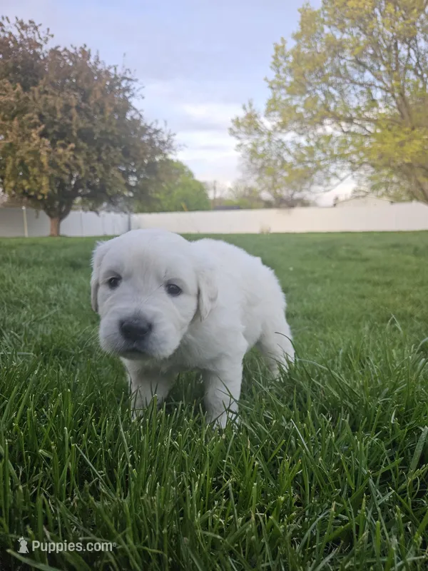 Mr Black – Golden Retriever puppy for sale in Grand Island, NE