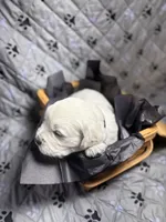 Mr Black, a male Golden Retriever for sale in Grand Island, NE – Photo 3 of 8